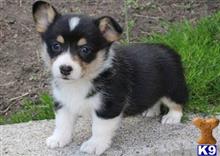 Pembroke Welsh Corgi
